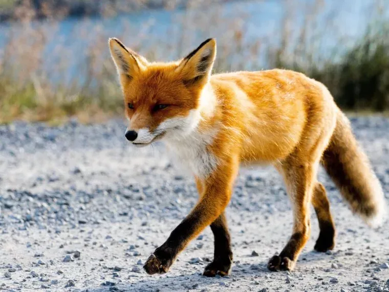 Facts About Foxes