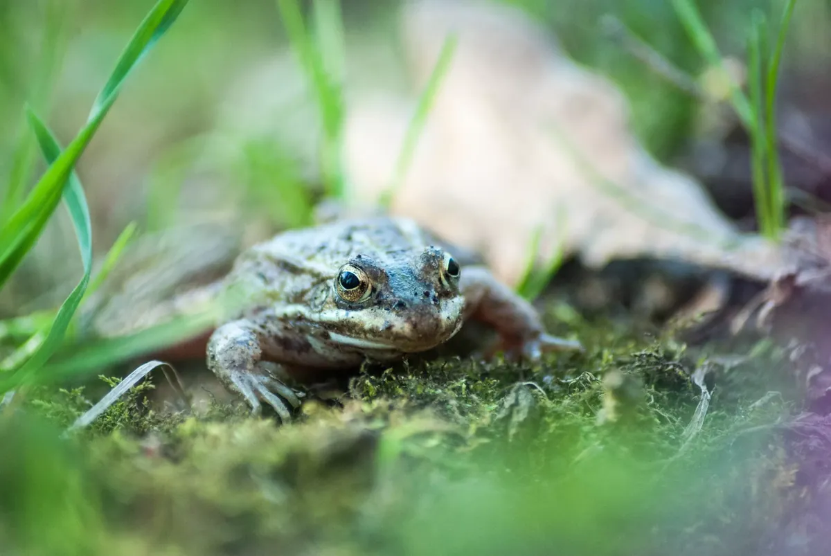 Facts About Frogs