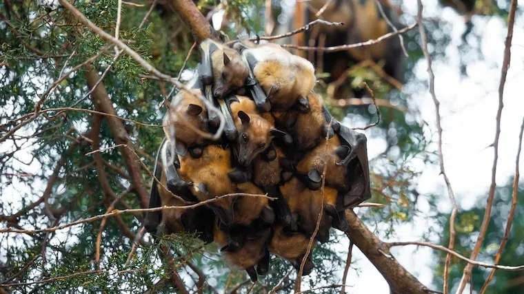 Fruit Bats