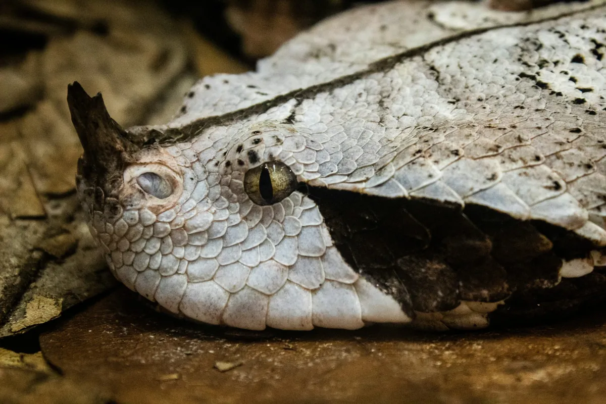 Facts About Gaboon Vipers