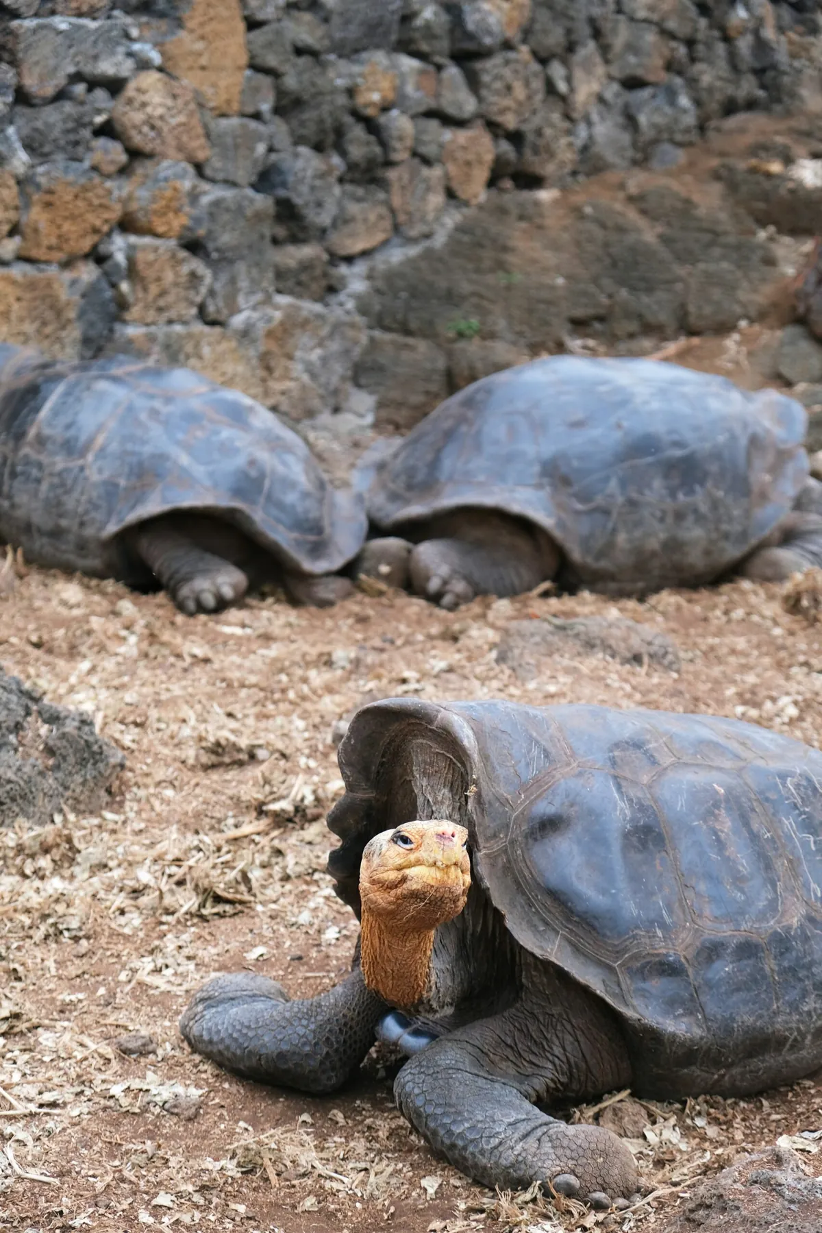 Facts About Galápagos Tortoises