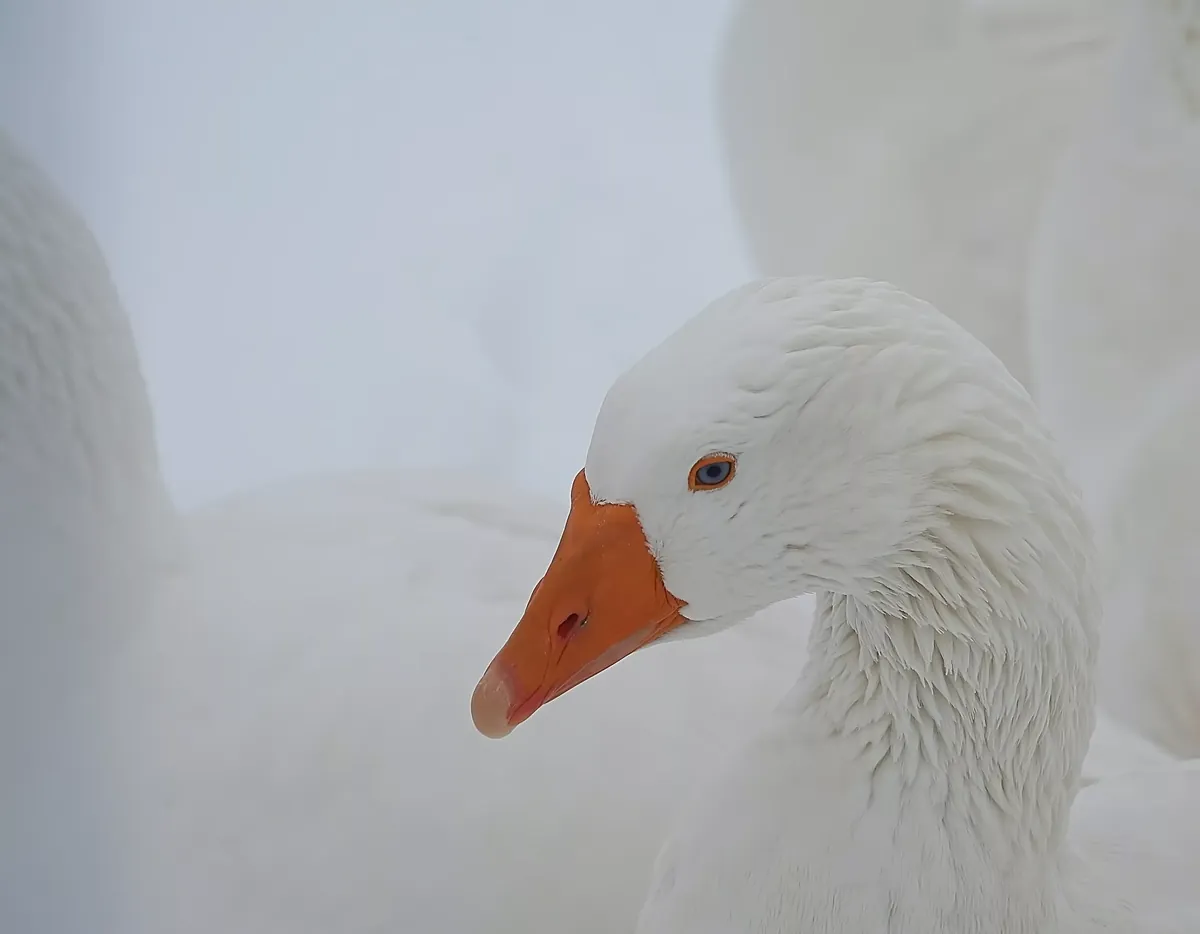Facts About Geese