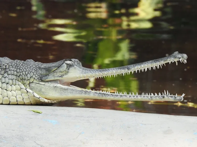 Facts About Gharials