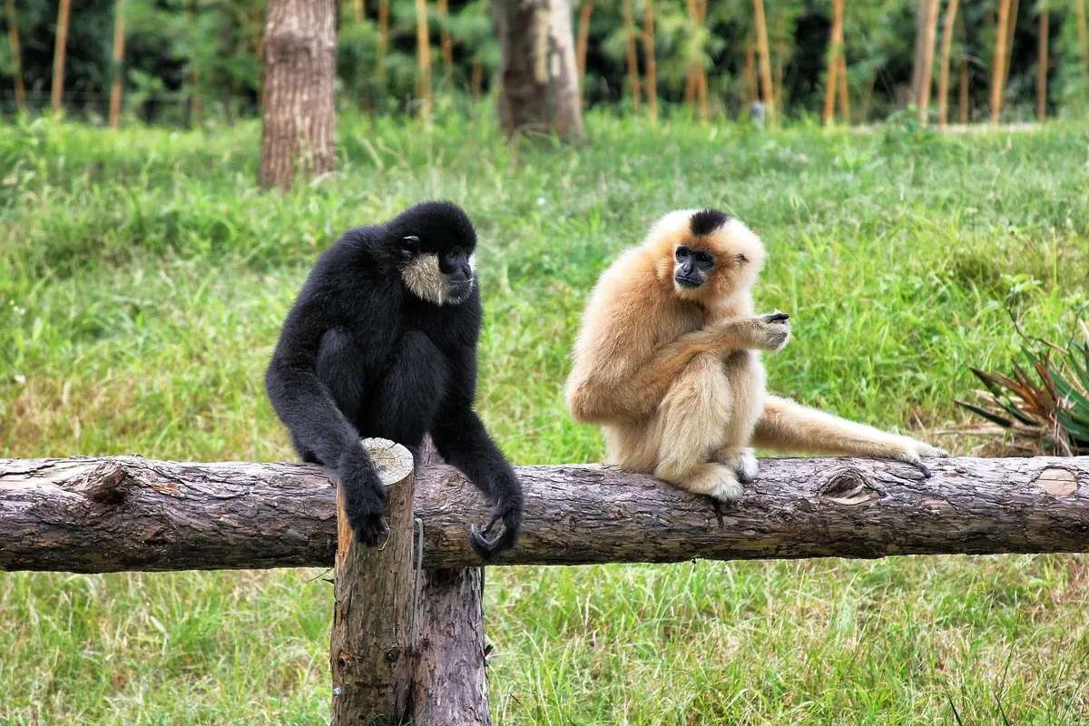 Facts About Gibbons