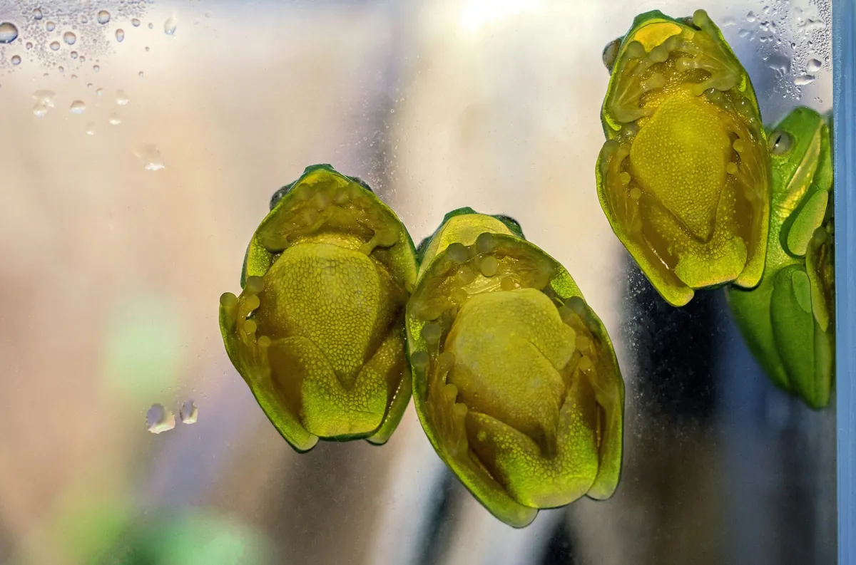 Facts About Glass Frogs
