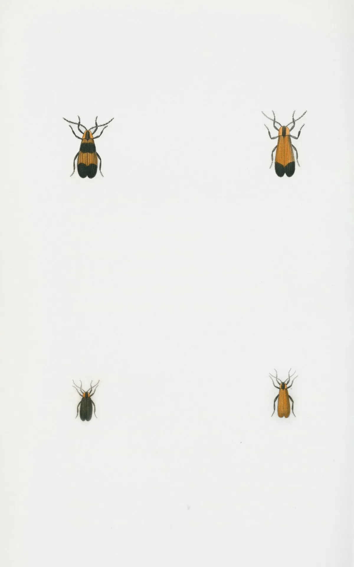 Facts About Goliath Beetles
