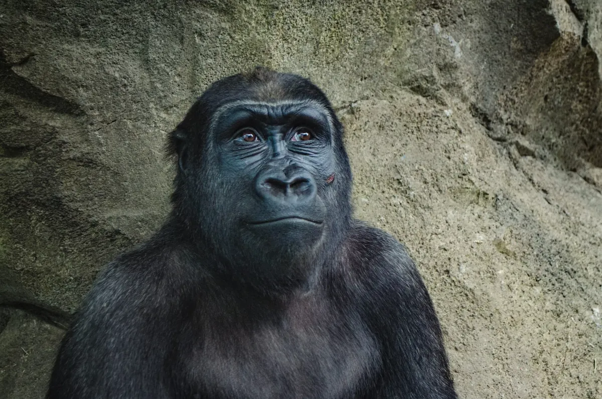 Facts About Gorillas