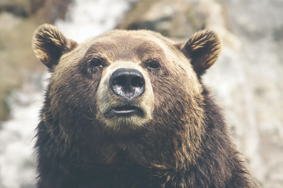 Facts About Grizzly Bears