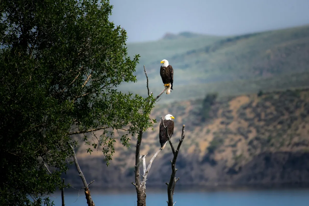 Facts About Harpy Eagles