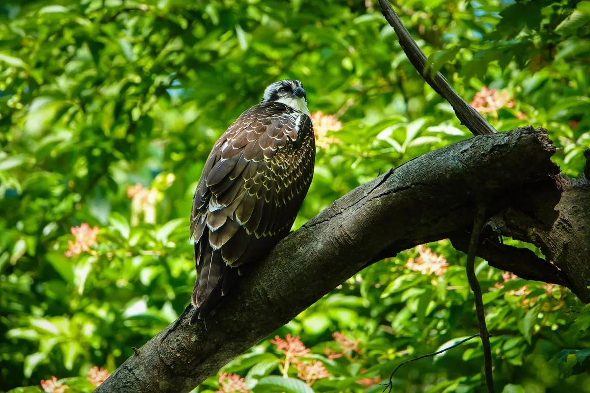 Facts About Hawks
