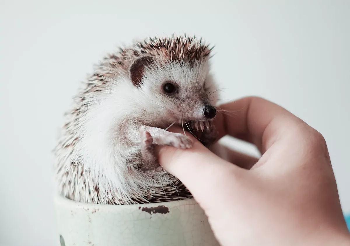 Facts About Hedgehogs