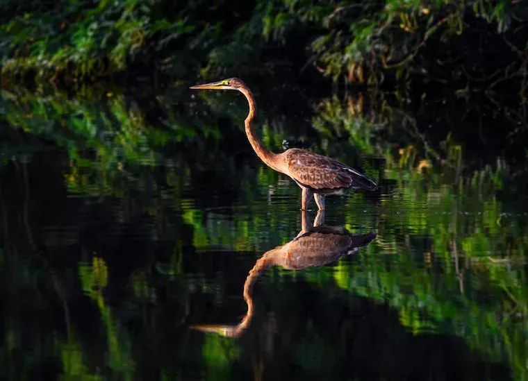 Facts About Herons