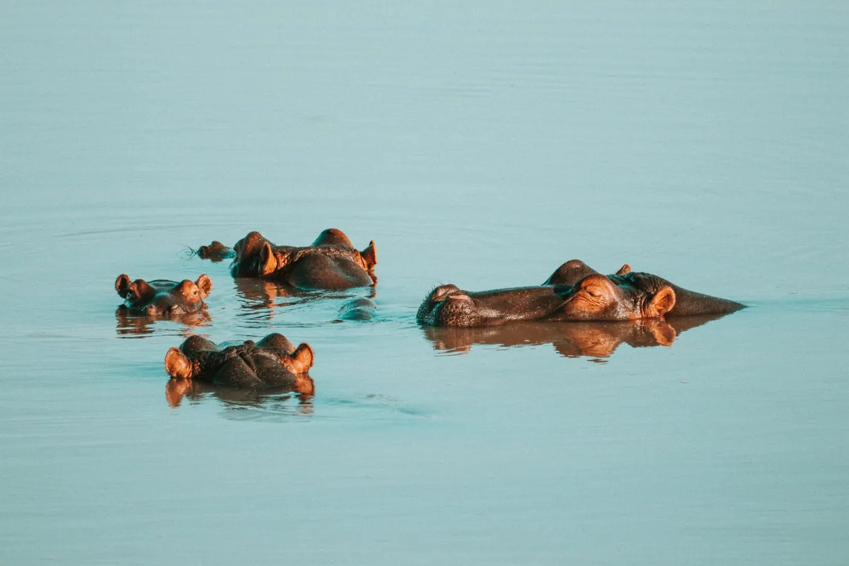 Facts About Hippos