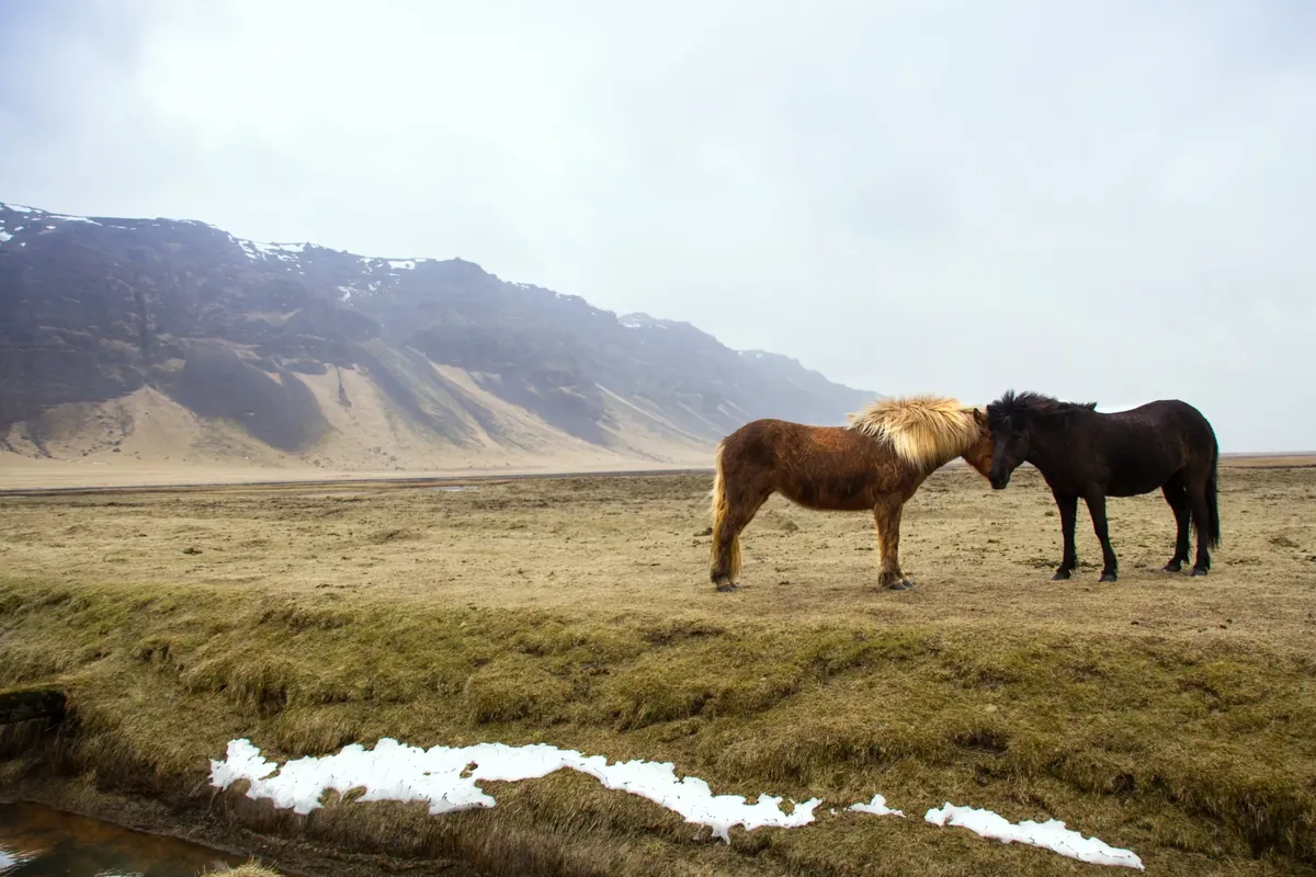 Facts About Horses
