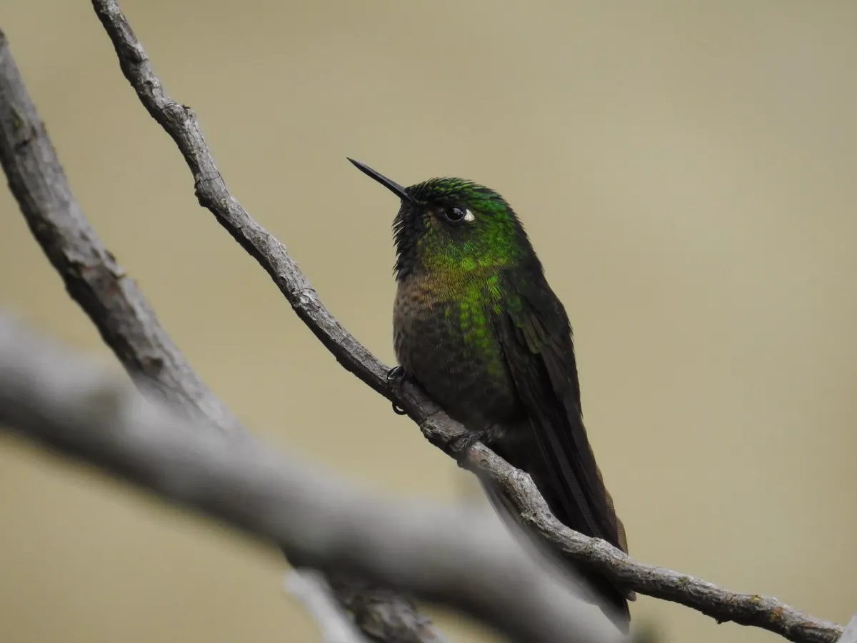 Facts About Hummingbirds