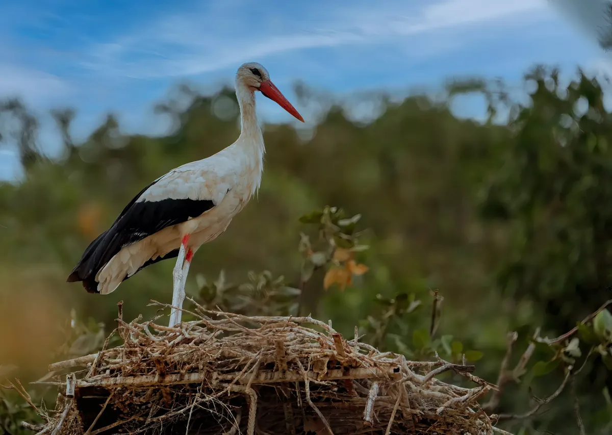 Facts About Ibises