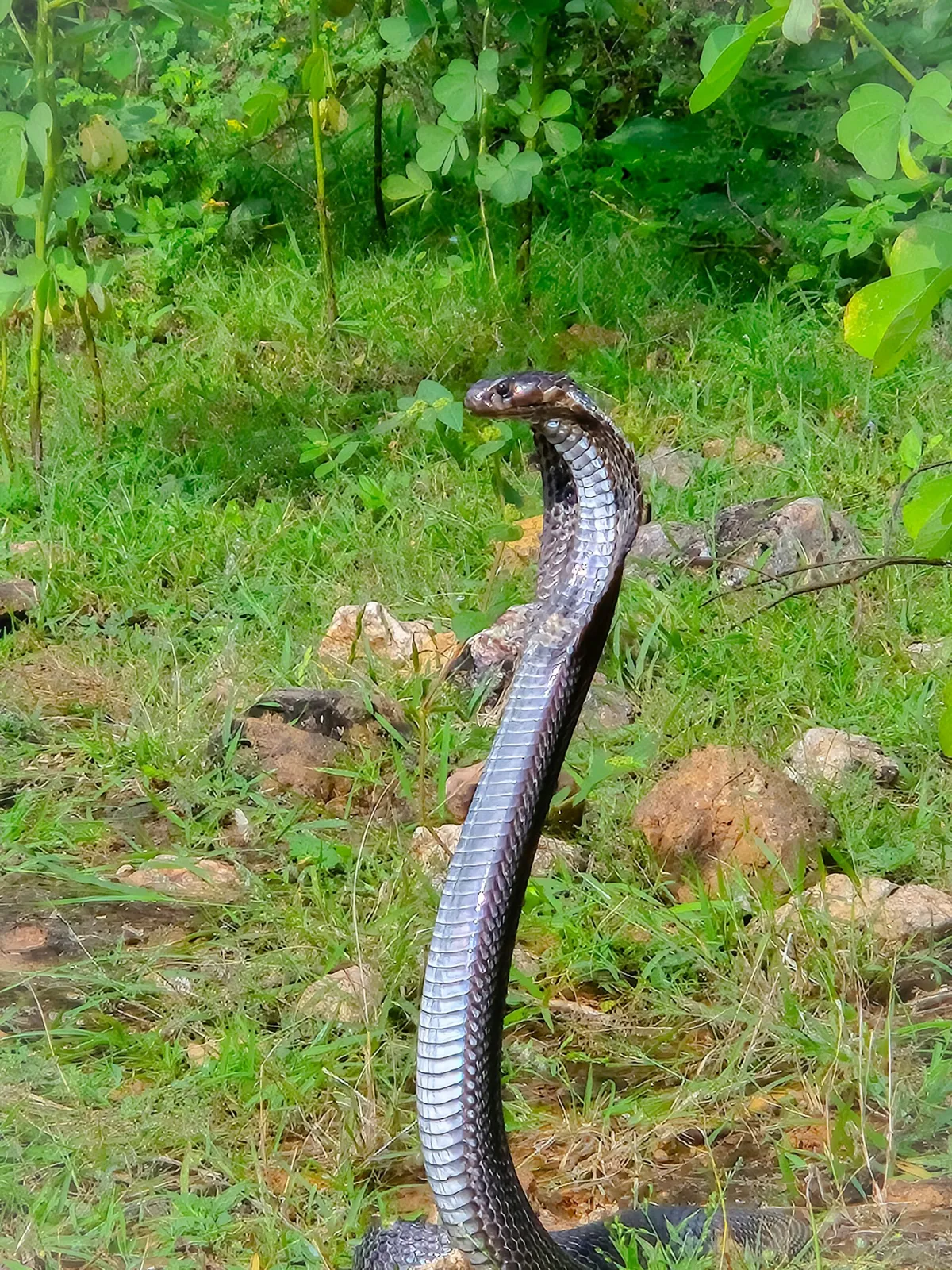 Facts About Indian Cobras
