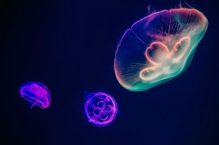 Facts About Jellyfish