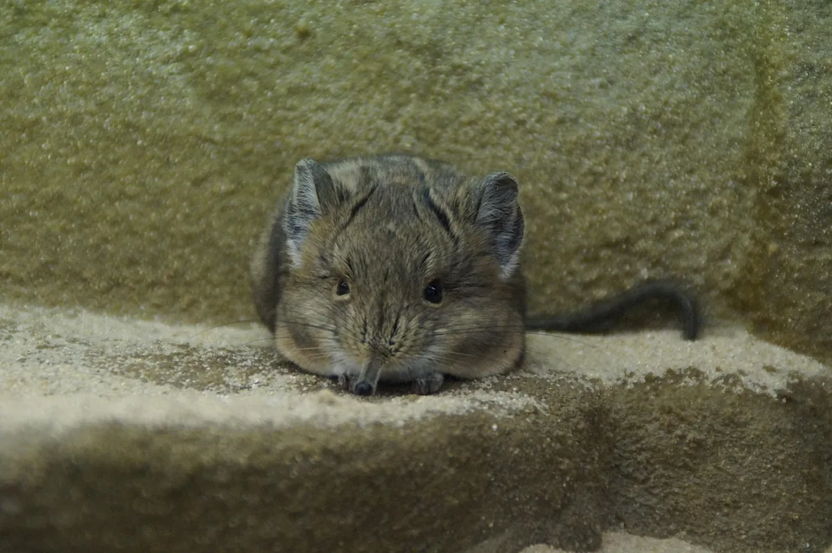 elephant jerboa, mouse, fly on the wall, crouch, close up