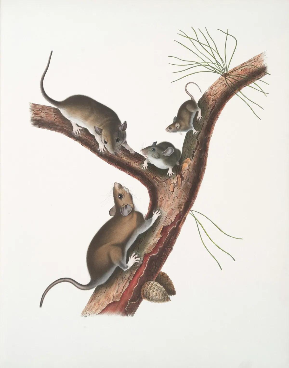 Facts About Kangaroo Rats