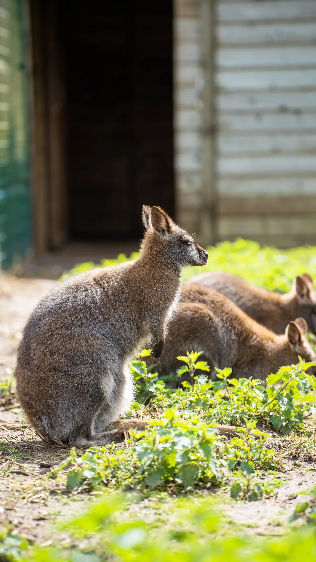 Facts About Kangaroos