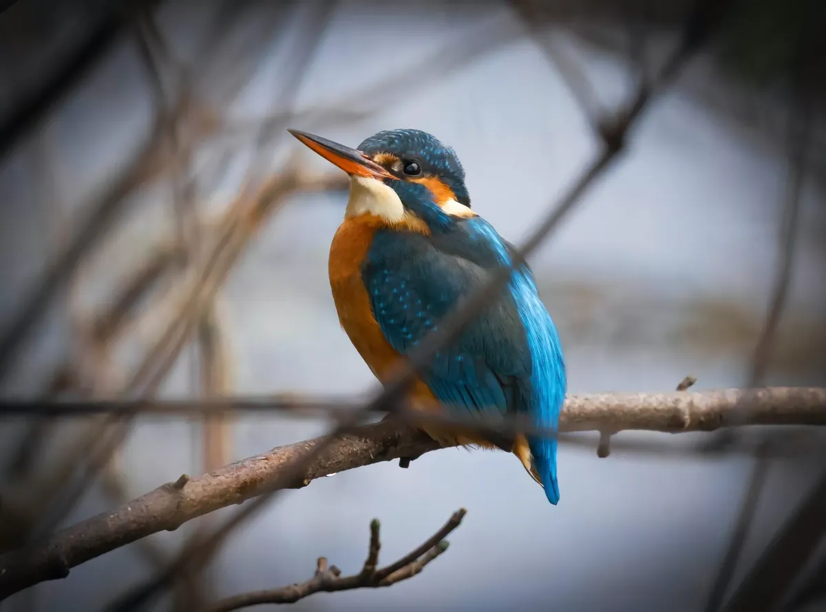 Facts About Kingfishers