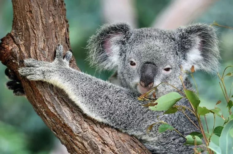 Facts About Koalas