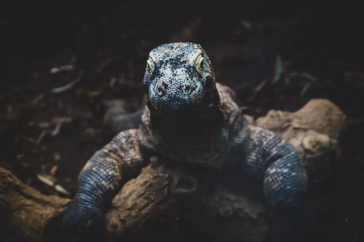 Facts About Komodo Dragons