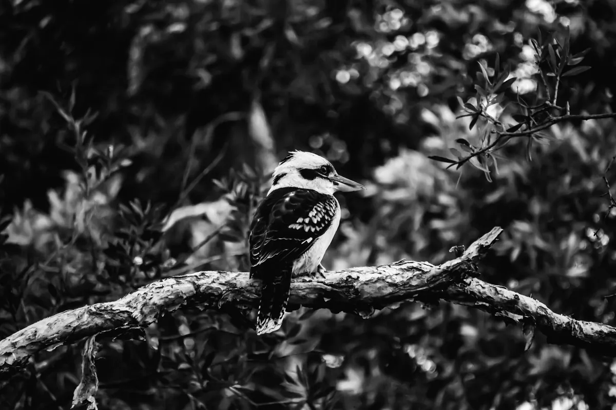 Facts About Kookaburras