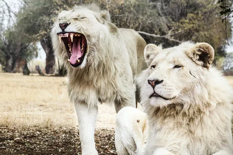 Facts About Lions