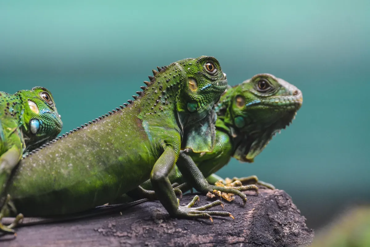 Facts About Lizards