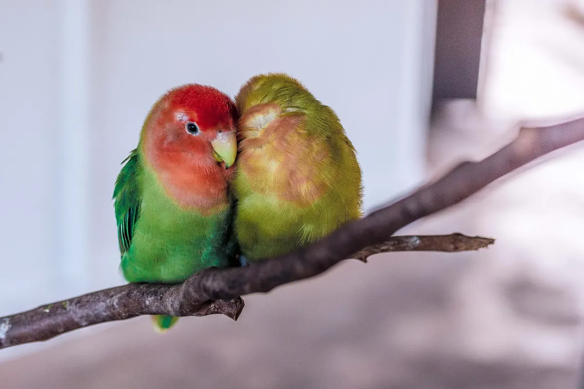 Facts About Lovebirds