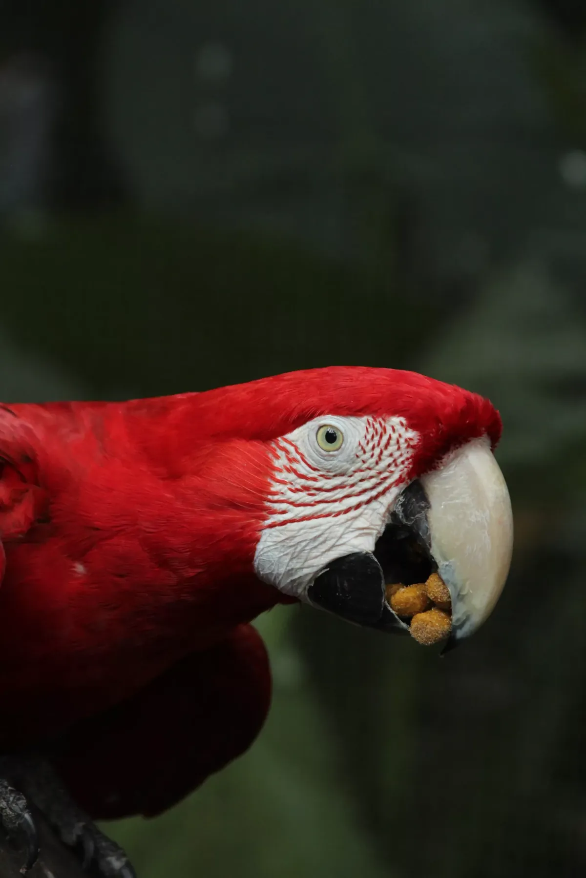 Facts About Macaws