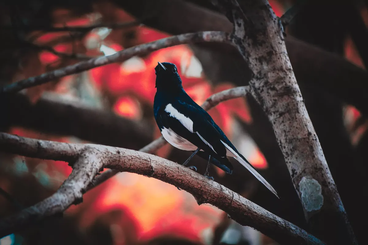 Facts About Magpies