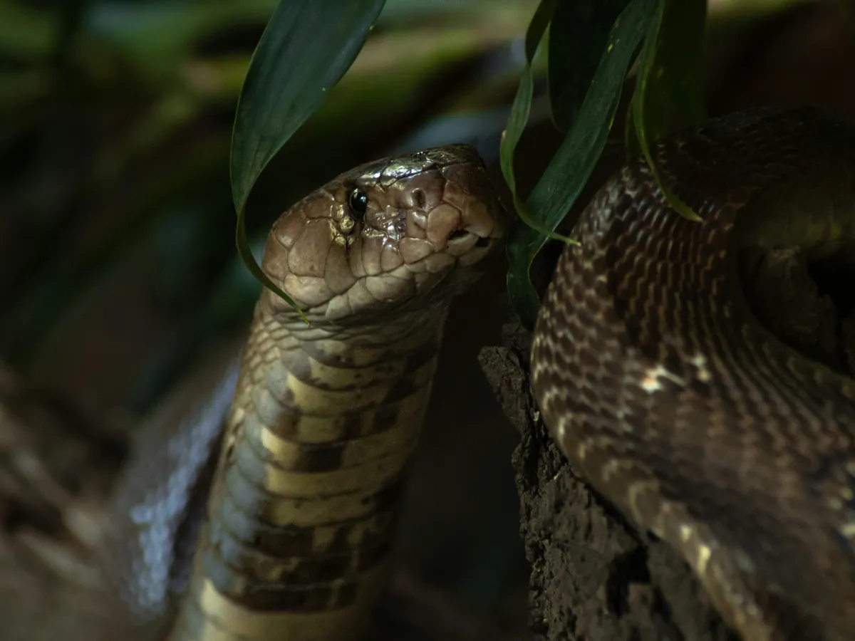 Facts About Mongoose