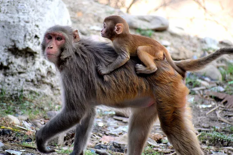 Facts About Monkeys