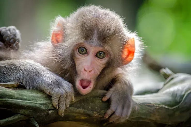 Facts About Monkeys