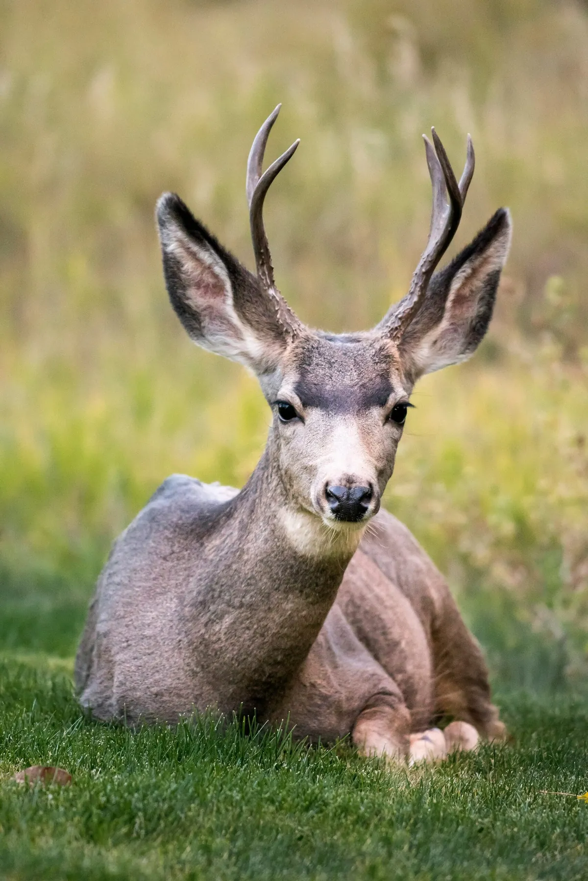 Facts About Musk Deer