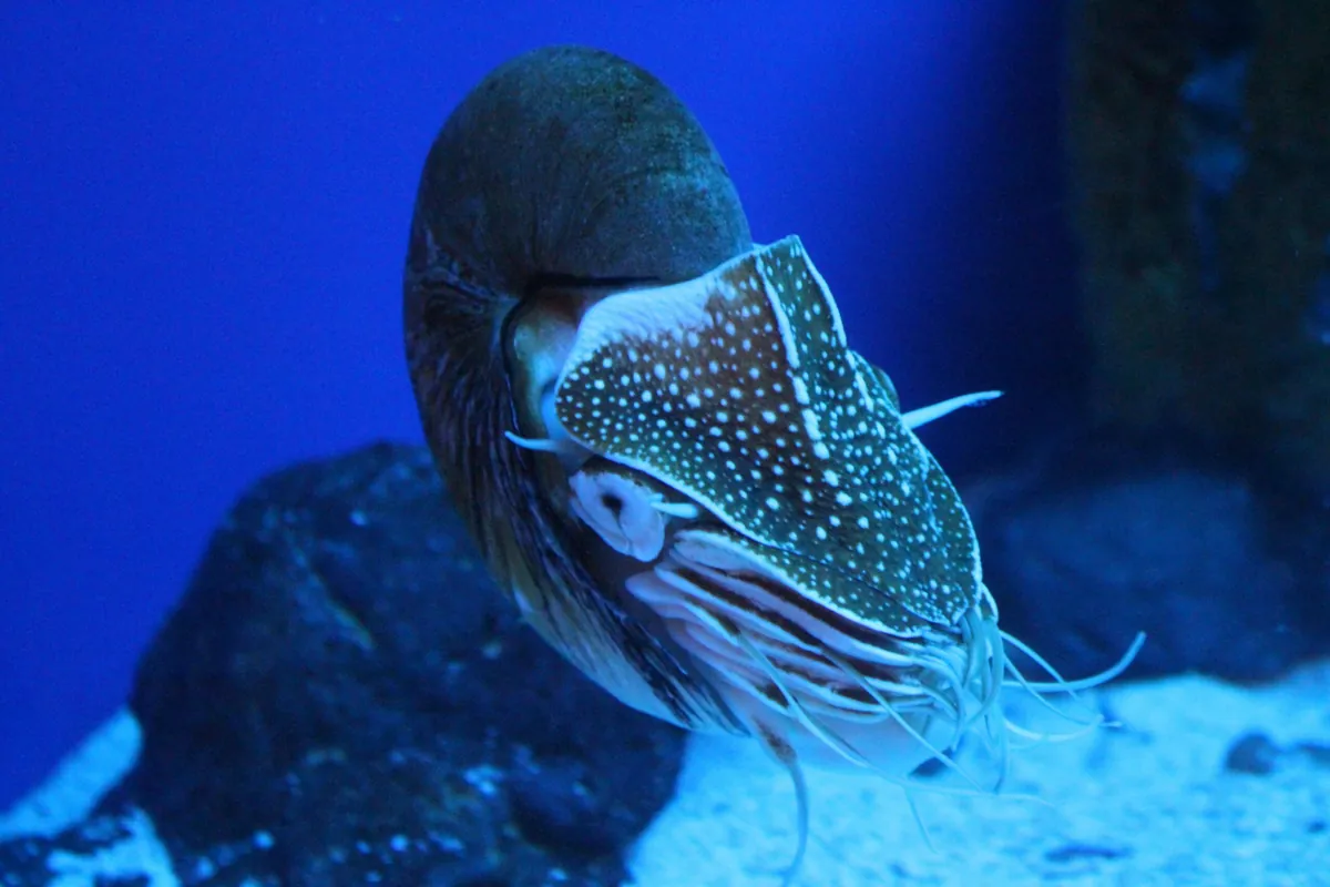 Facts About Nautilus