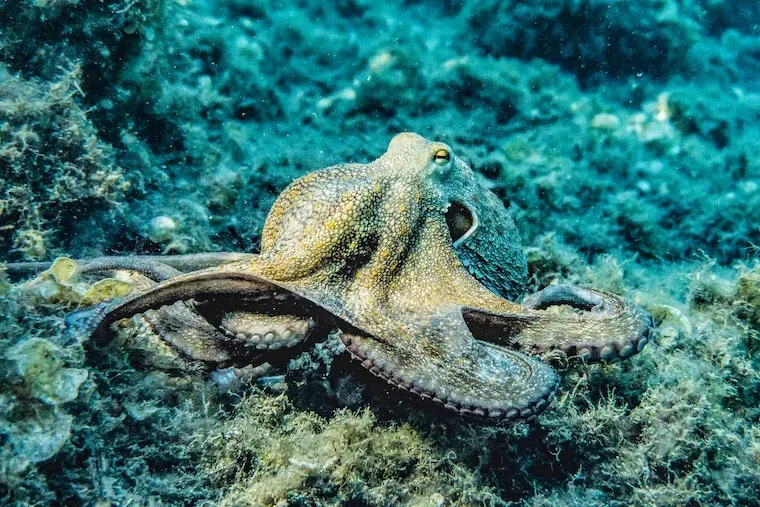 Facts About Octopuses