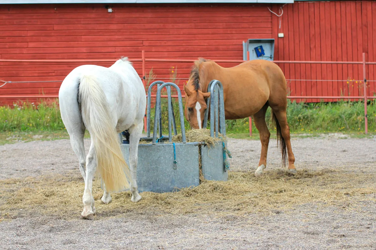 Facts About Onagers