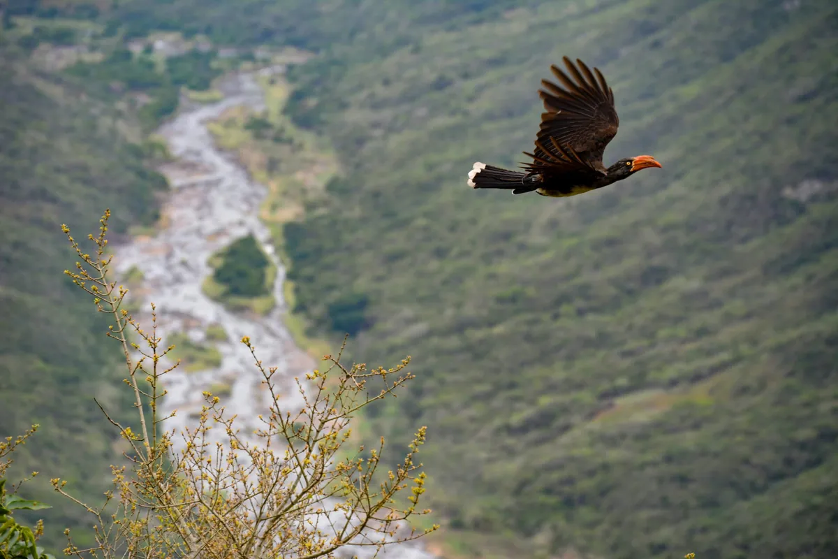 Facts About Oribi
