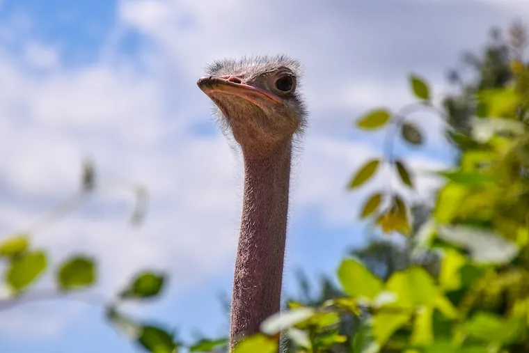 Fun Facts About Ostriches
