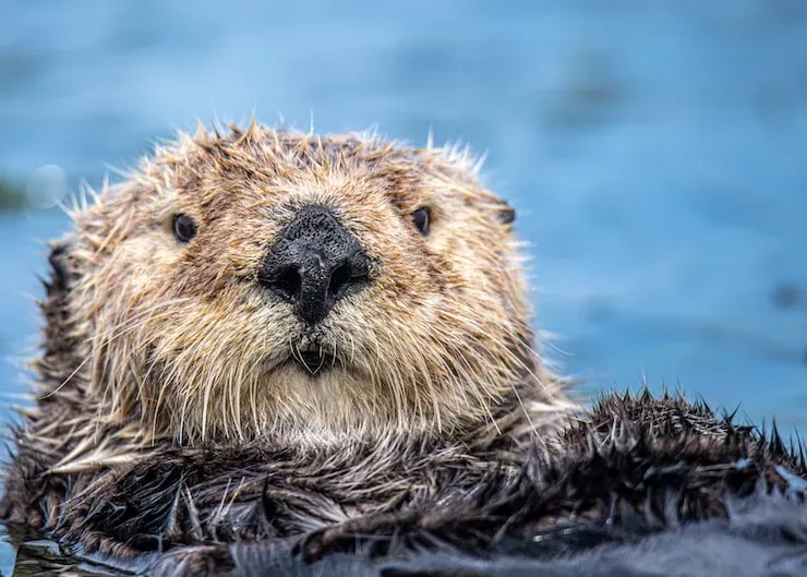 Facts About Otters
