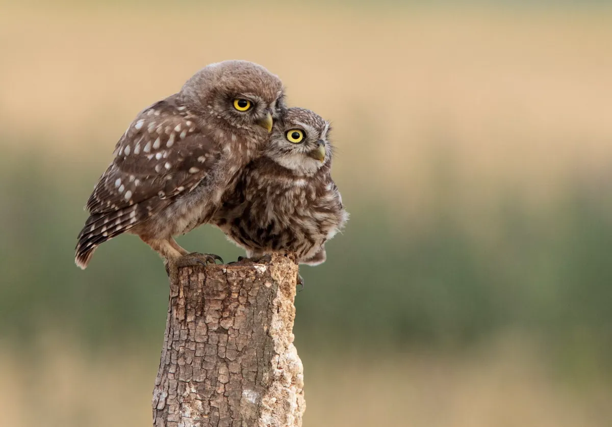 Facts About Owls