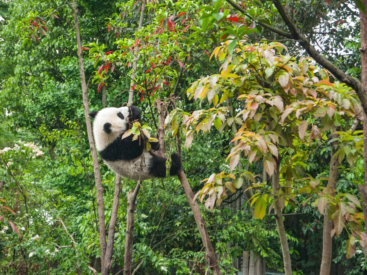 Facts About Panda Bears