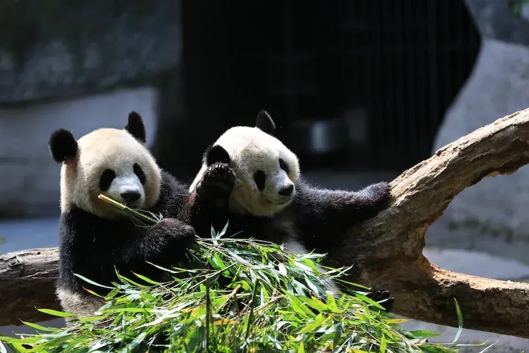 Facts About Pandas