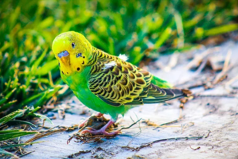 Parakeets