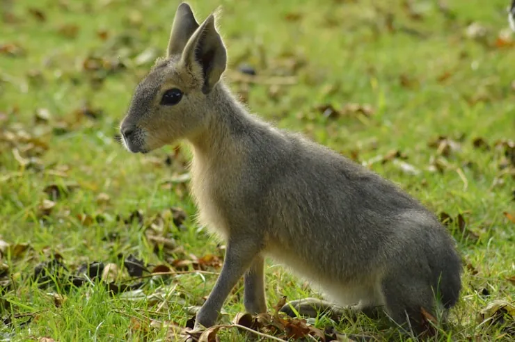 a baby kangaroo is sitting in the grass
