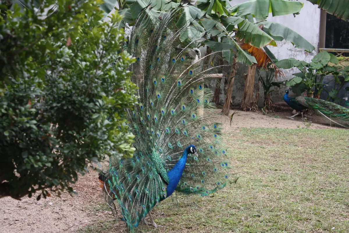 Facts About Peacocks